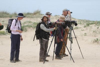 Observación de aves en Abicada y en las dunas de Alvor.