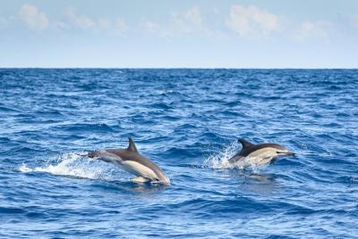 Crucero de medio día para avistar delfines desde Lagos Crucero de medio día para avistar delfines desde Lagos