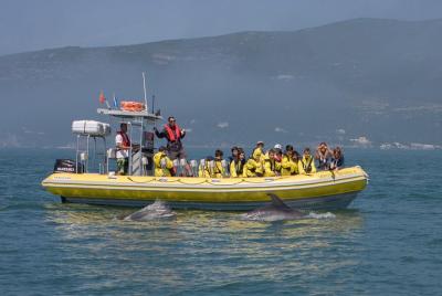 Observación de delfines con traslado