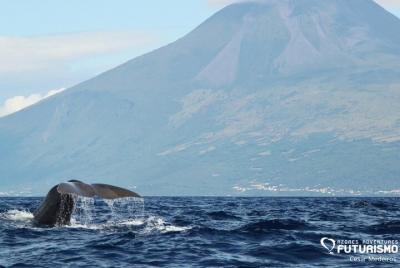 Avistamiento de ballenas y delfines en la isla de Pico.