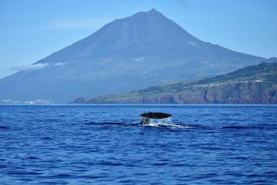Avistamiento de ballenas y delfines en la isla de Pico - medio dí