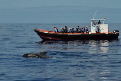 Avistamiento de ballenas y delfines en la isla de Pico - Medio dí