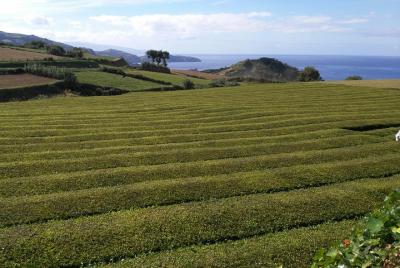 Tour a pie en la plantación de té