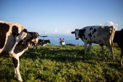Encuentro cercano con las famosas vacas de las Azores