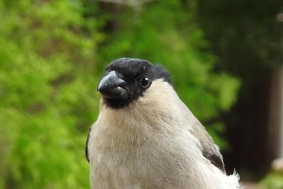Tour privado de observación de aves