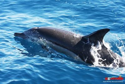 Portimão - Observación de delfines Seafaris