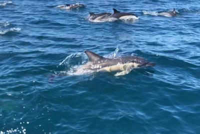 Observación de delfines y visita a cuevas desde Portimão, Algarve