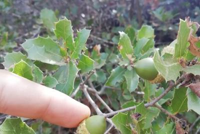 Clase de forrajeo urbano en Alvor