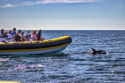 Descubrimiento de delfines Descubrimiento de delfines