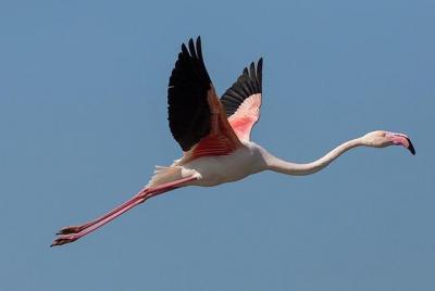 Observación de aves Albufeira
