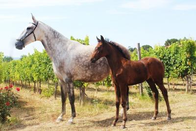 Vino y queso - Dão & Lafões en un Tesla