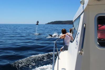 Paseo en barco para observar delfines con embarque en Sesimbra Paseo en barco para observar delfines con embarque en Sesimbra