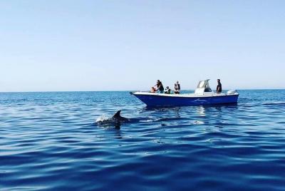 Observación de Delfines en Sesimbra