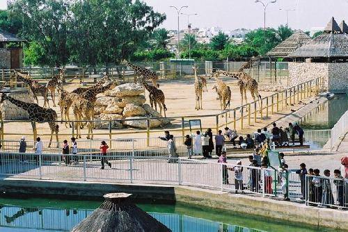 Qatar Doha  El zoológico de Doha El zoológico de Doha Qatar - Doha  - Qatar