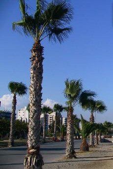 Cyprus Larnaca las Palmeras Promenade las Palmeras Promenade Cyprus - Larnaca - Cyprus