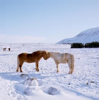Islandia Reikiavik Laxnes Horse Farm Laxnes Horse Farm Islandia - Reikiavik - Islandia