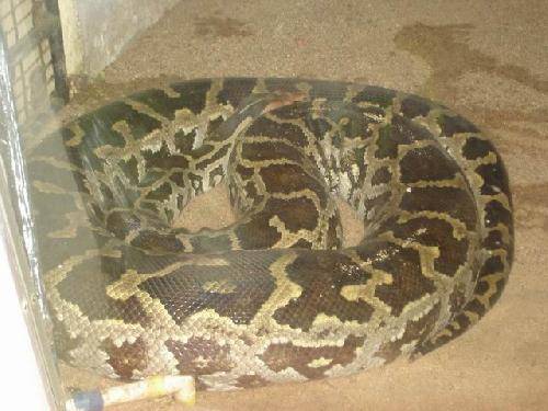 India Madras  Parque Zoológico de Snake Parque Zoológico de Snake Chennai - Madras  - India