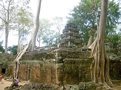 Cambodia Angkor Ta Prohm Ta Prohm Angkor - Angkor - Cambodia