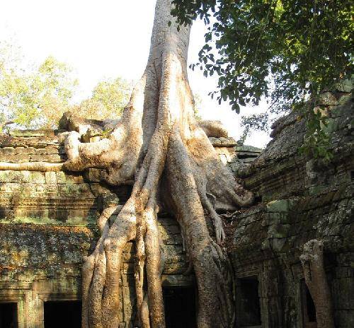 Cambodia Angkor Ta Prohm Ta Prohm Cambodia - Angkor - Cambodia