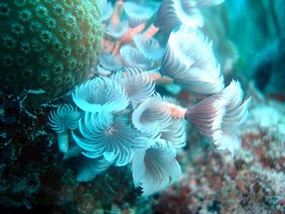 Bahamas Nassau Coral World Coral World Bahamas - Nassau - Bahamas