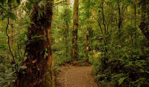 Costa Rica  Nuboso Monteverde  Forest Biological Reserve Nuboso Monteverde  Forest Biological Reserve Puntarenas -  - Costa Rica