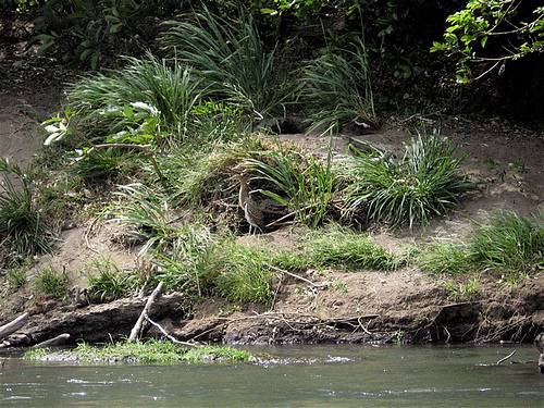 Corobici River Corobici River Costa Rica - - Costa Rica Corobici River Corobici River Costa Rica - - Costa Rica