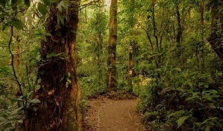 Nuboso Monteverde  Forest Biological Reserve