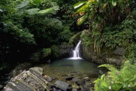 Puerto Rico Río Grande  El Yunque National Forest El Yunque National Forest Humacao - Río Grande  - Puerto Rico