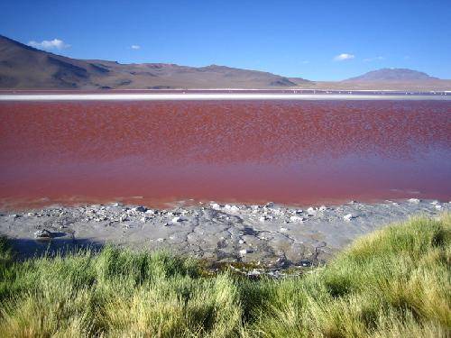 Bolivia Chiguana Laguna Colorada Laguna Colorada Bolivia - Chiguana - Bolivia