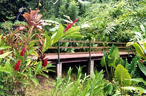 Polinesia Francesa Costa Tahiti Jardines Botánicos Jardines Botánicos Polinesia Francesa - Costa Tahiti - Polinesia Francesa
