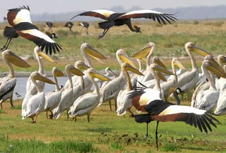 Zambia Lusaka  Birds Reserve Birds Reserve Zambia - Lusaka  - Zambia