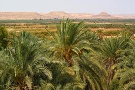 Egipto  Oasis de Baharia Oasis de Baharia Oasis de Baharia -  - Egipto