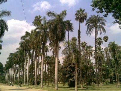 Egipto El Cairo Jardines de Al Orman Jardines de Al Orman Egipto - El Cairo - Egipto