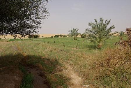 Oasis de El-Dakhla