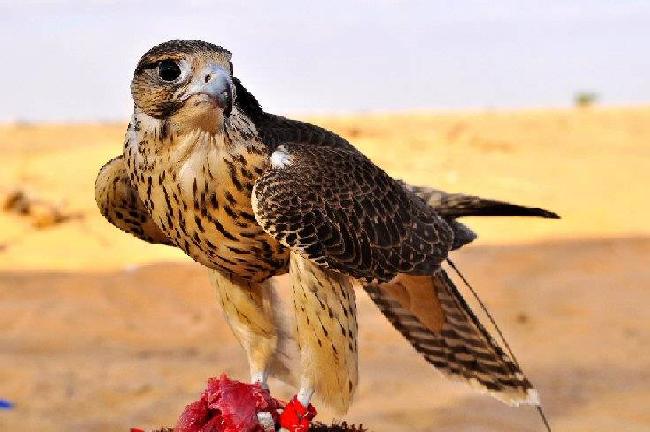 Emirates Árabes Unidos = Emirates Árabes Unidos Emirates Árabes Unidos Asia - -