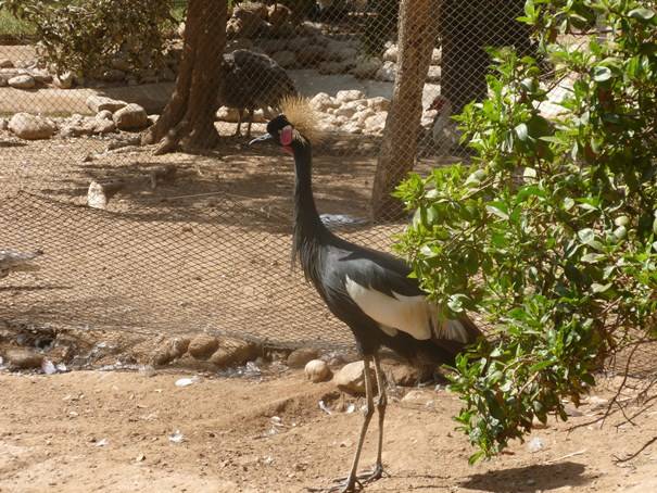 Morocco Agadir Birds Valley Birds Valley Agadir - Agadir - Morocco