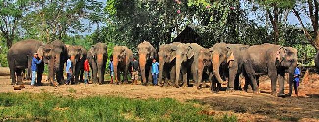 Thailand Pattaya Elephant Village Elephant Village Pattaya - Pattaya - Thailand