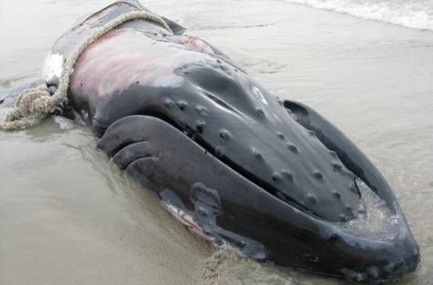 Omán = Omán Omán Asia - -