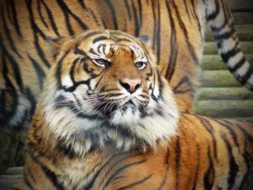 Tailandia Pattaya  Zoo del Tigre Zoo del Tigre Pattaya - Pattaya  - Tailandia