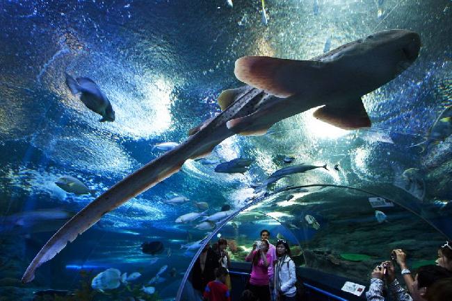 Thailand Pattaya Underwater World Underwater World Pattaya - Pattaya - Thailand