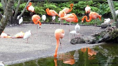 T-Shaped Flamingo Park Swimming Pool