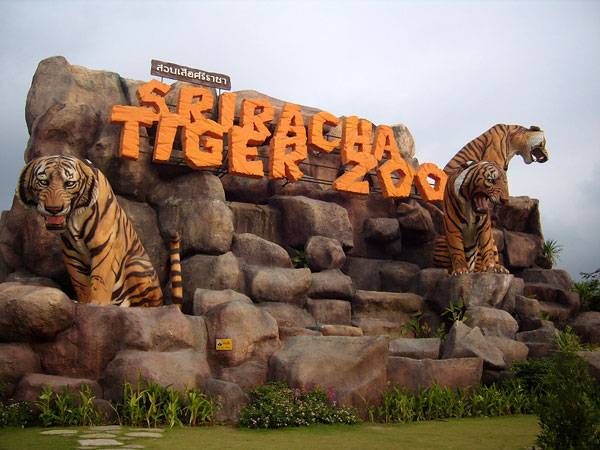 Thailand Pattaya Tiger Zoo Tiger Zoo Pattaya - Pattaya - Thailand