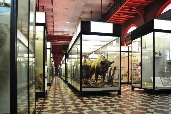 Russia Moscow Zoological Museum Zoological Museum Moscow - Moscow - Russia