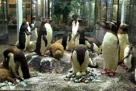 Museo Zoológico