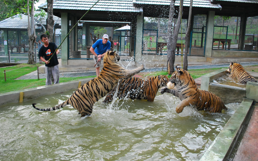 Thailand chengmai Tiger Kingdom Tiger Kingdom chengmai - chengmai - Thailand