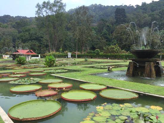 Malasia Georgetown  Jardines Botánicos de Penang Jardines Botánicos de Penang Georgetown - Georgetown  - Malasia