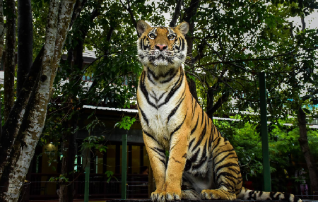 Reino del Tigre de Phuket