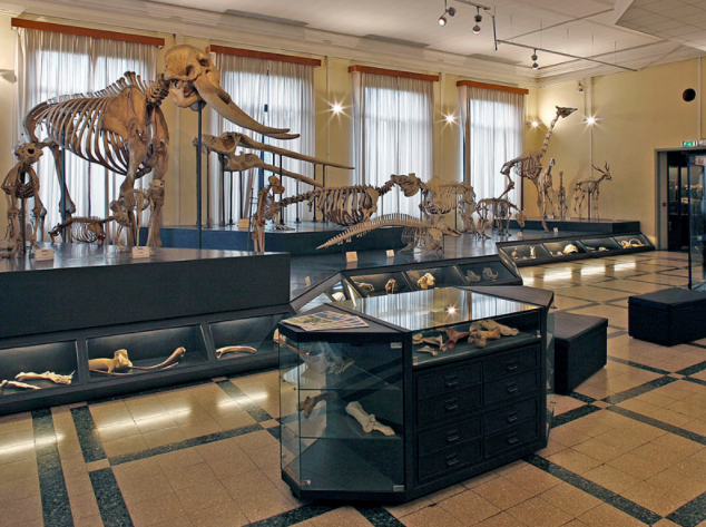 Italy Rome Zoological Museum Zoological Museum Zoological Museum - Rome - Italy