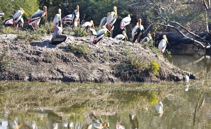 India Agra  Santuario de Vida Silvestre Sur Sarovar Santuario de Vida Silvestre Sur Sarovar Uttar Pradesh - Agra  - India