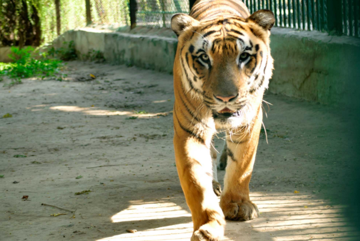 India Ahmadabad  Zoológico de Kamala Nehru Zoológico de Kamala Nehru Ahmadabad - Ahmadabad  - India